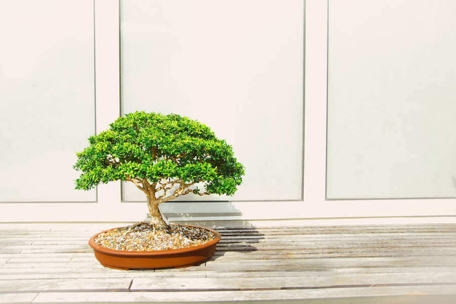 bonsai boom